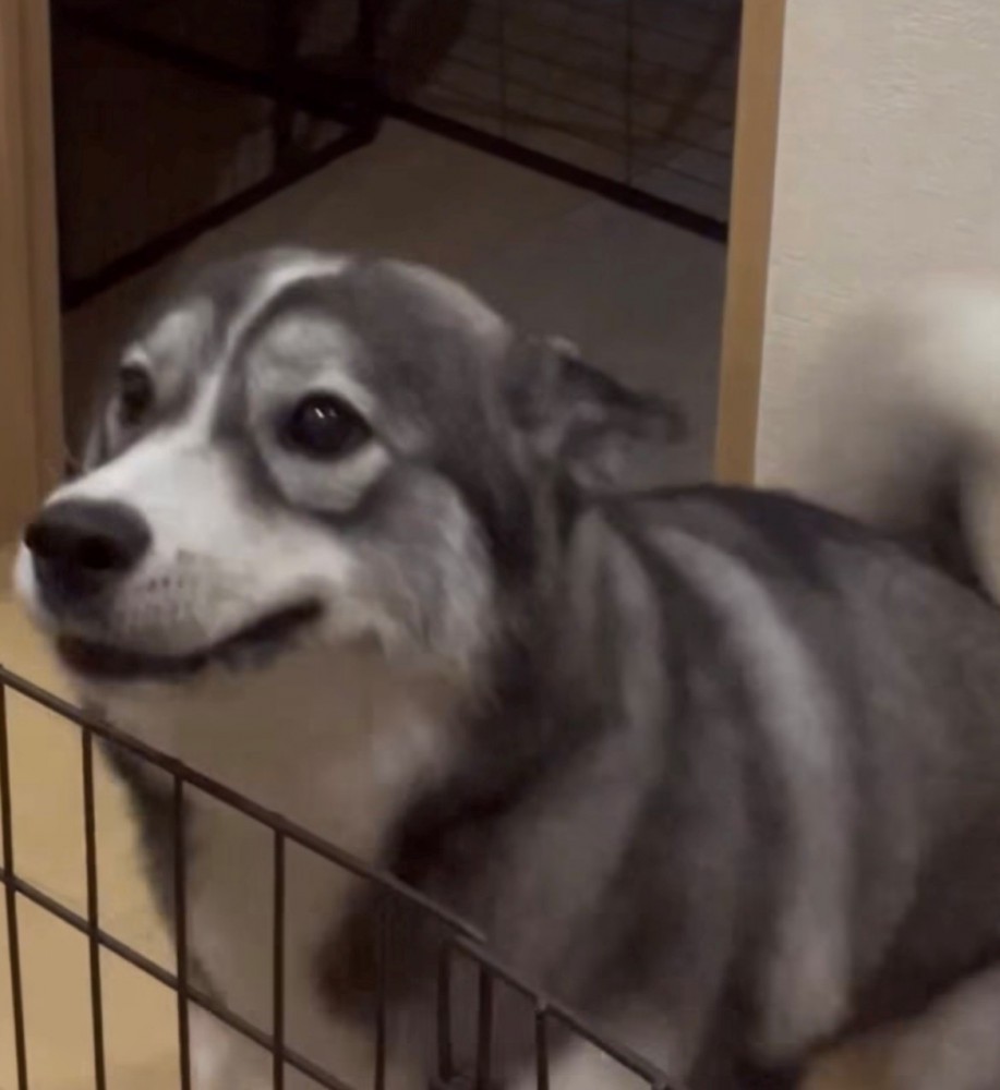 尻尾を振り耳をペタンとする犬