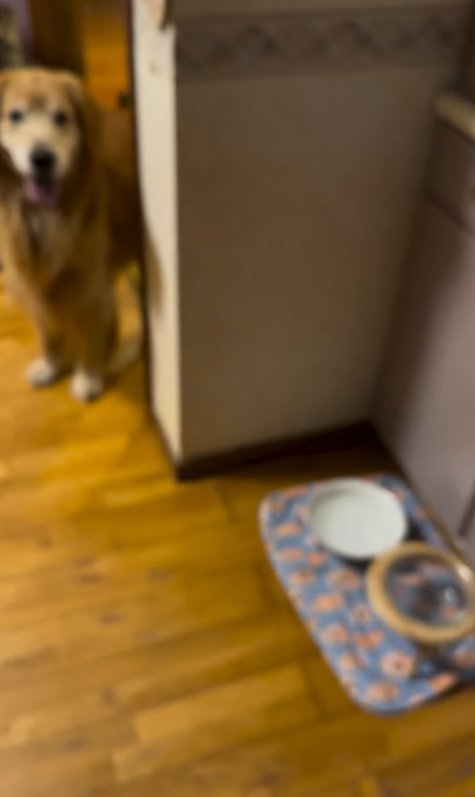 投稿主を見つめている大型犬