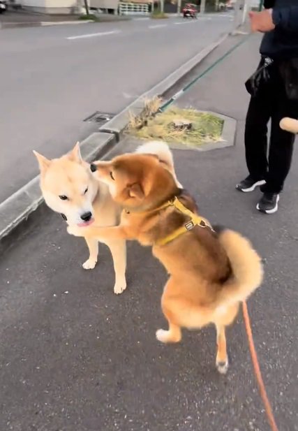 ハグするぽんたくん