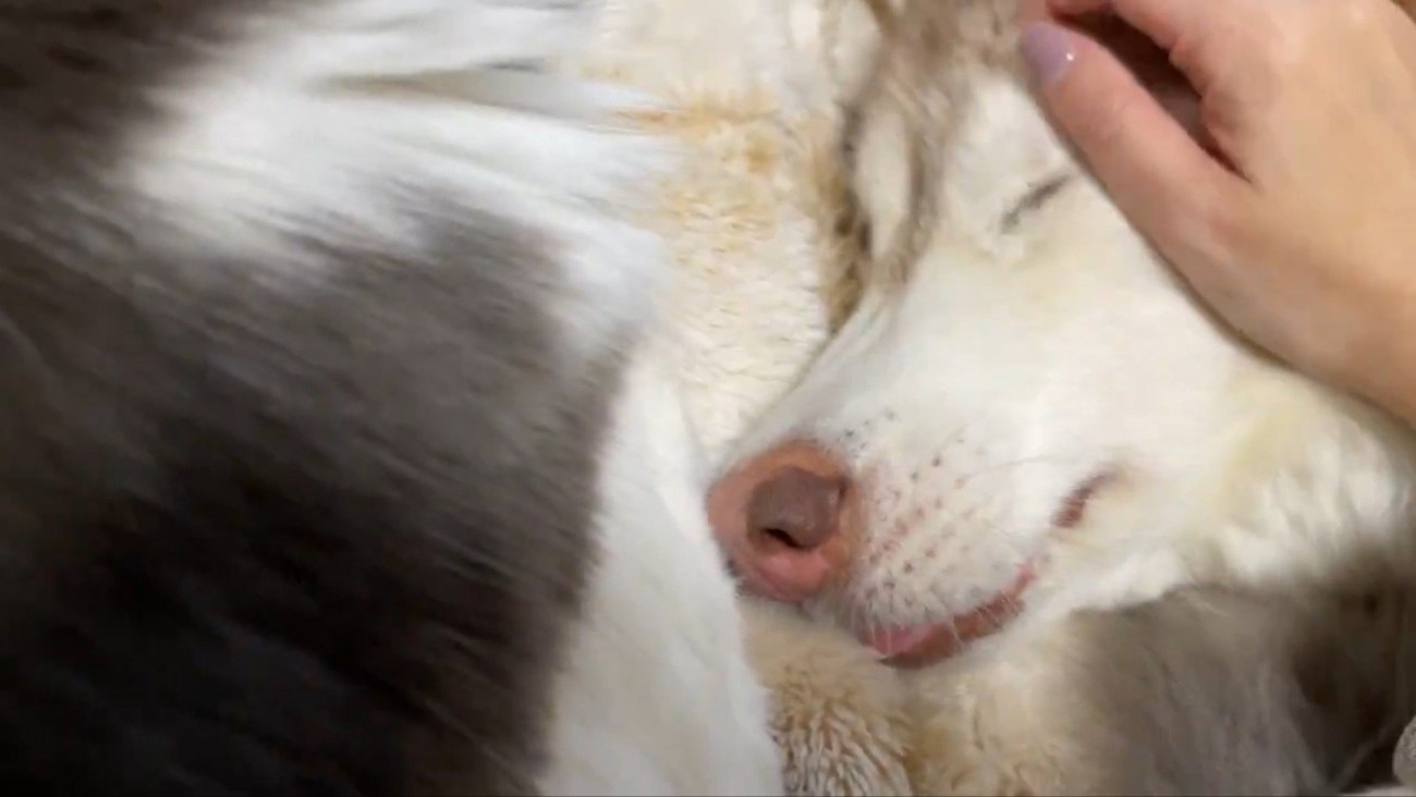 シャンテちゃん＆バロンちゃん4