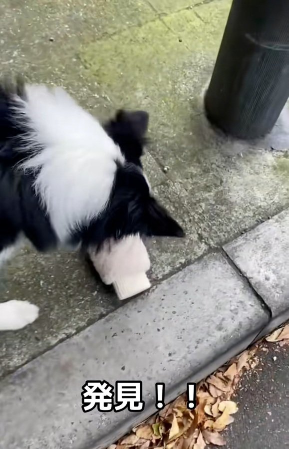 手袋に近づくワンコ