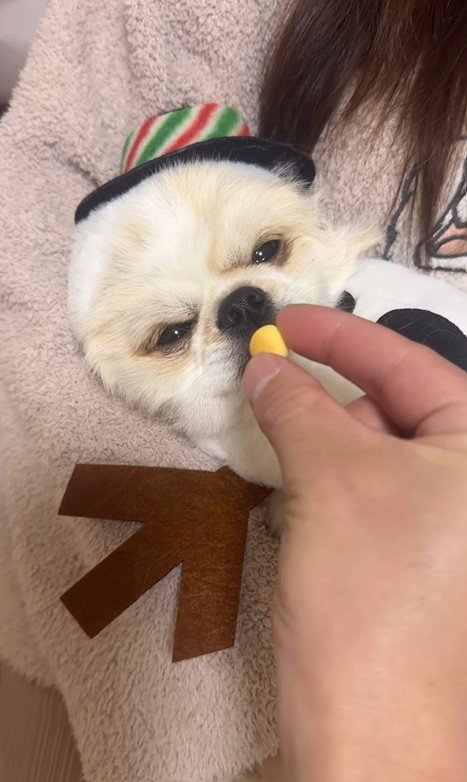 ぽてと君の瞬発力3