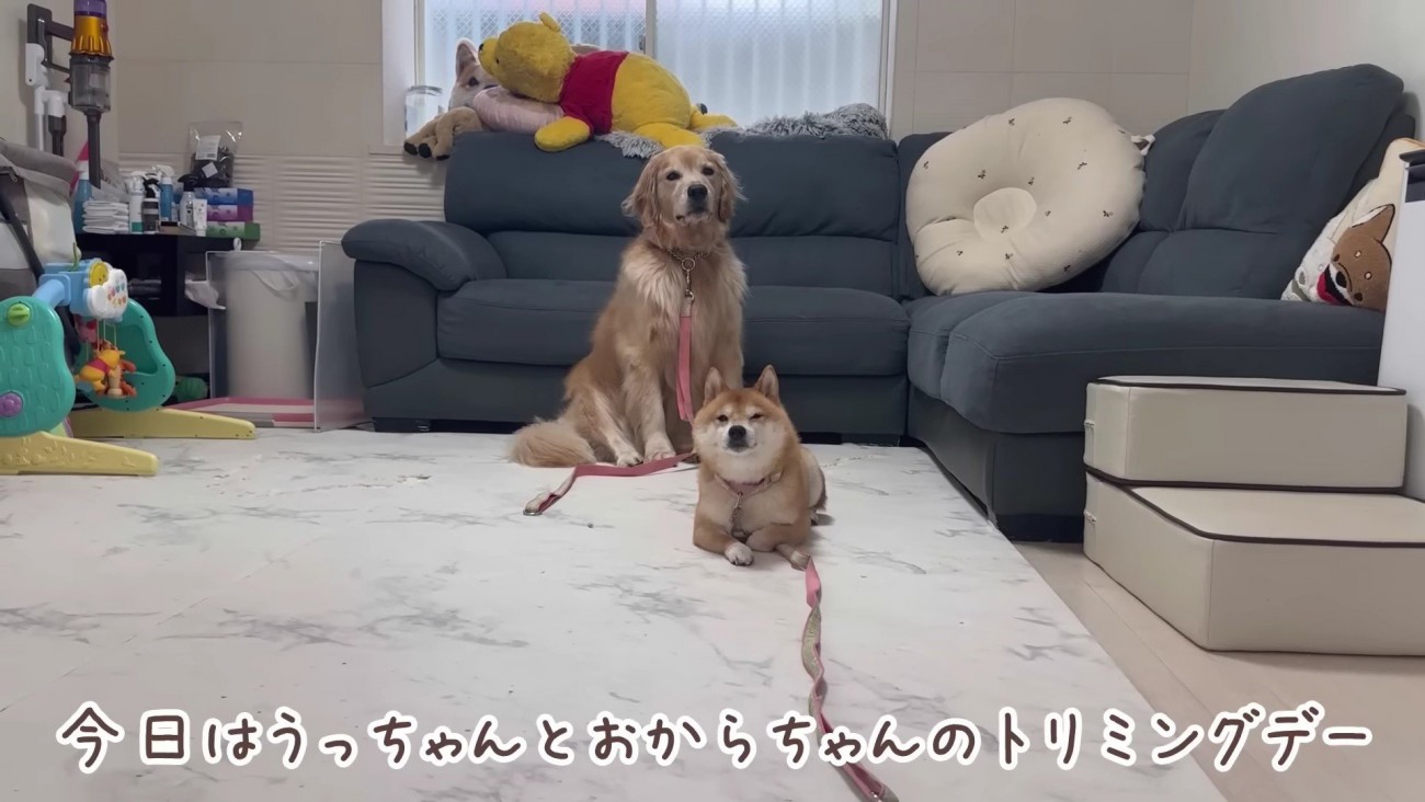 うにくんとおからちゃん