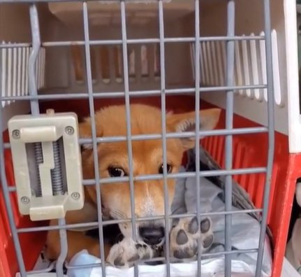 保護された子犬