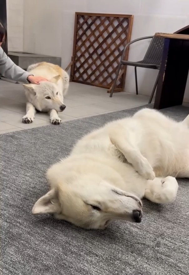 ウトウトするナオちゃん