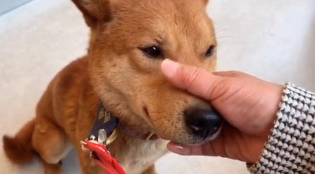 顔を撫でられてはにかむ茶色い犬