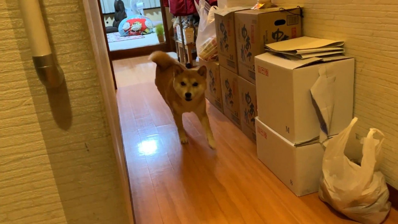 お出迎えにきてくれました♪