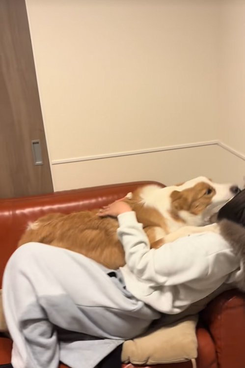 飼い主の姉に甘える中型犬