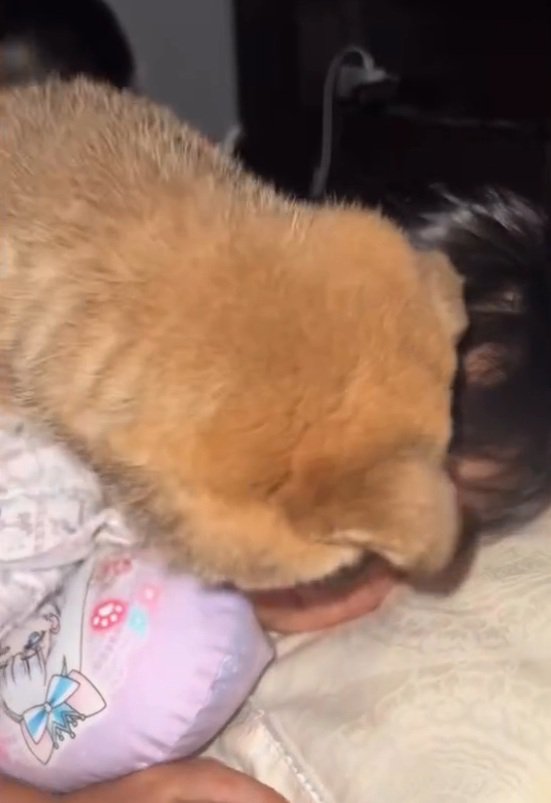 覆いかぶさる子犬