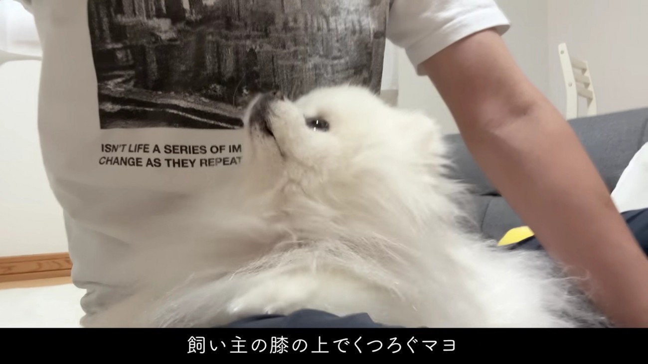 愛犬の『マヨ』ちゃん