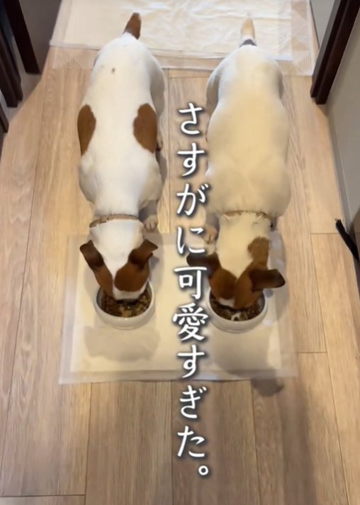 ご飯を食べる犬
