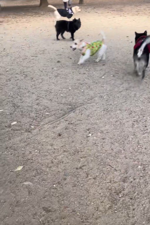 サフランちゃんの予想外の行動2