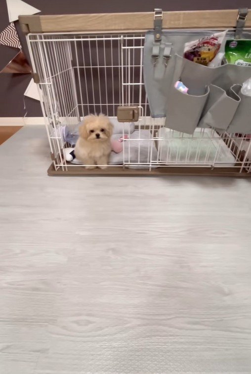 芸を披露するみるくちゃん9