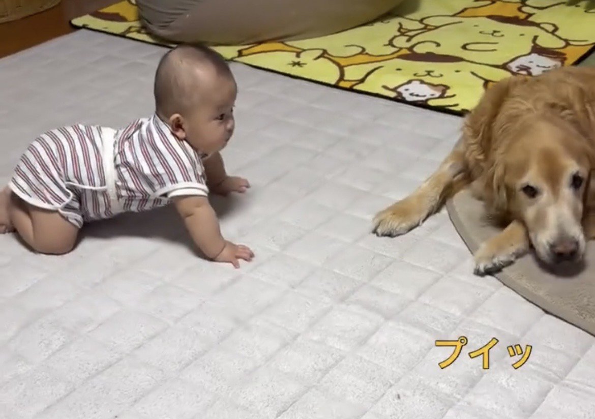 赤ちゃんから顔を背ける犬
