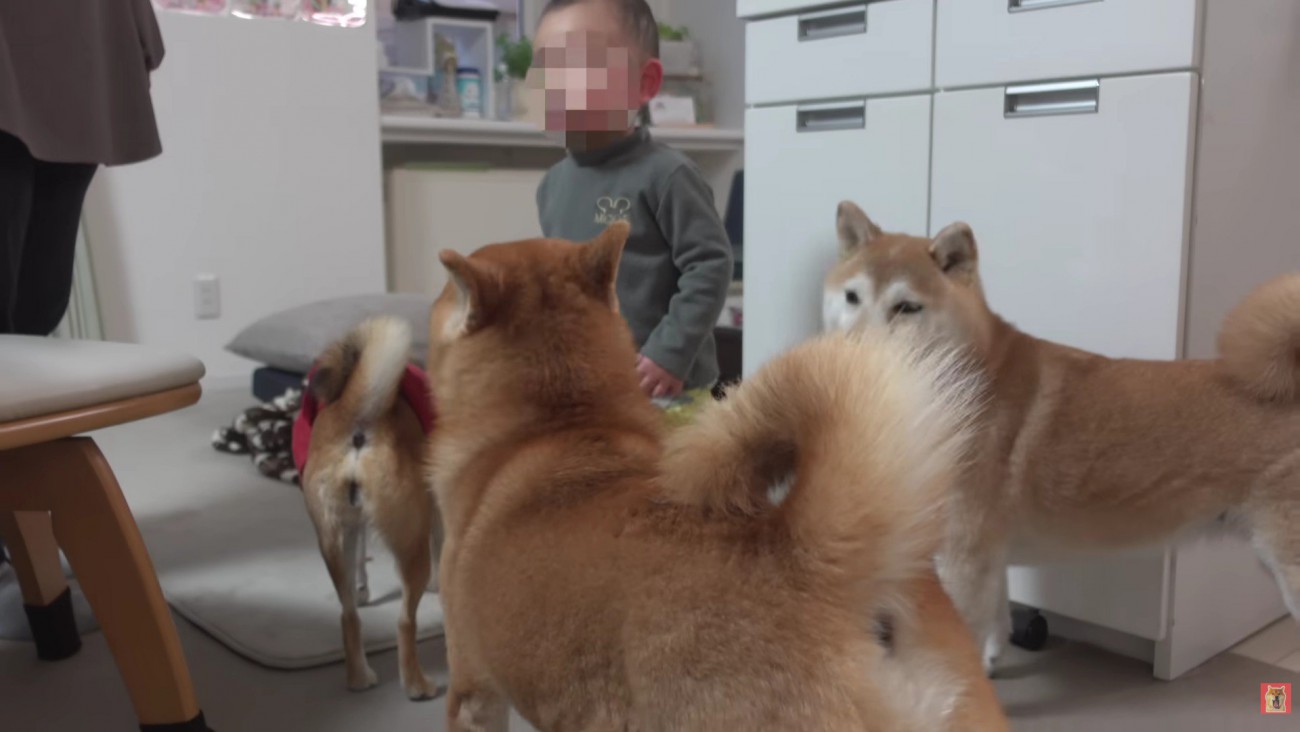 こなれた様子に感嘆