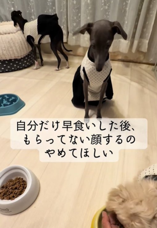 見つめる犬1