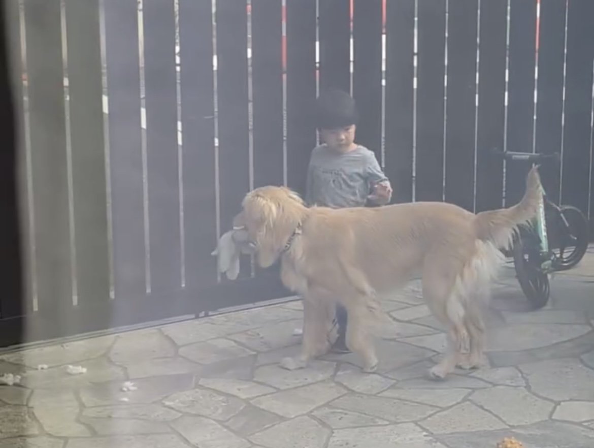 歩く男の子の横に並ぶ犬