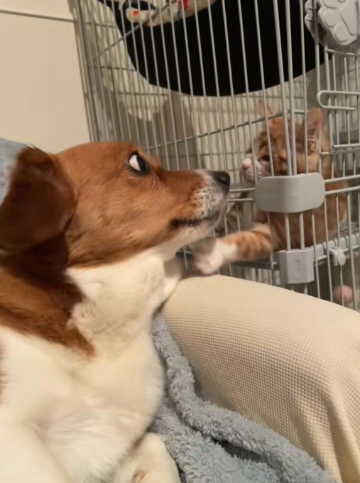 「なんなの？」とガン見