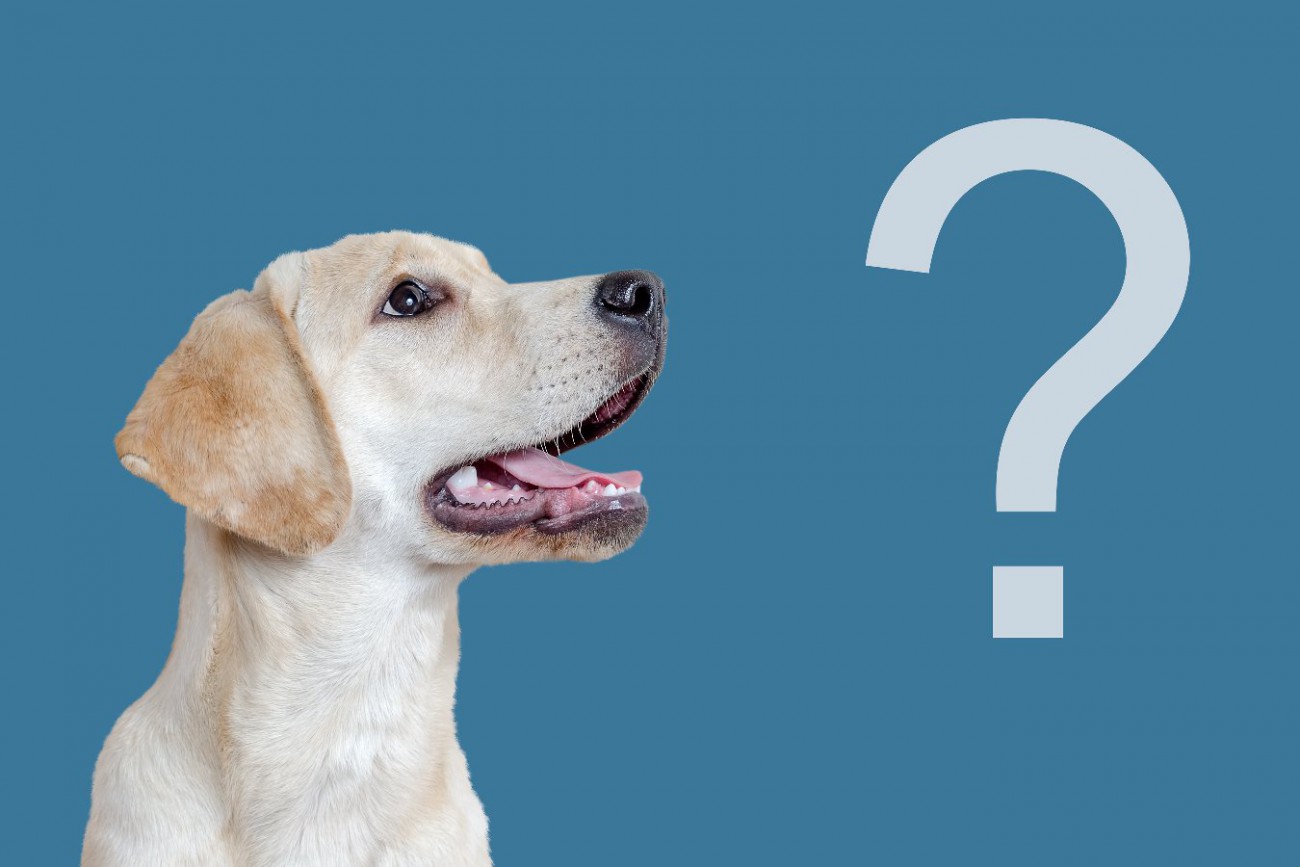 一般向け犬の遺伝子テストは本当に正確だろうか？【調査結果】 | わんちゃんホンポ