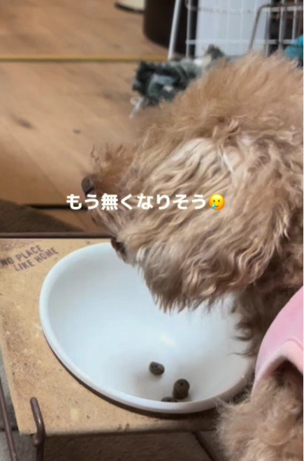 小型犬さんをガン見