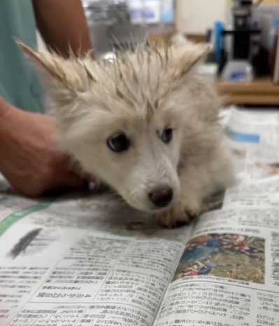 室内を見まわす泥まみれの子犬