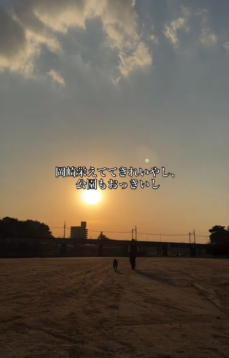 公園を散歩する柴犬