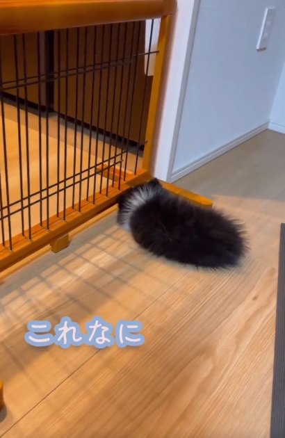 丸まるレイくん