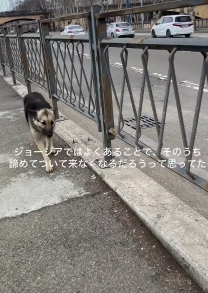 後をついてくるわんこの姿が…