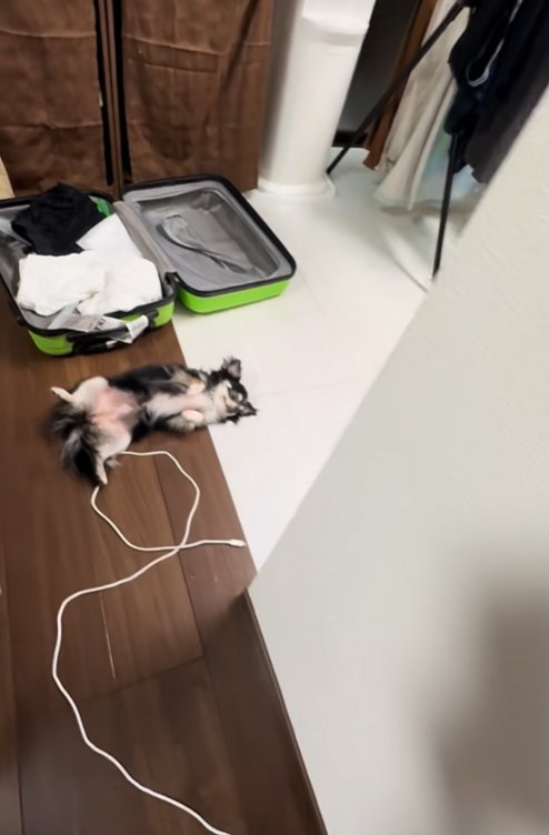 床に寝転がる小型犬