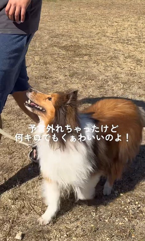 ソフィーちゃんのビフォーアフター9