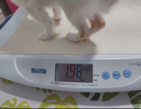 食事を減らされてガリガリに…