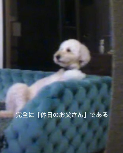 「大谷選手はいつ出るの？」