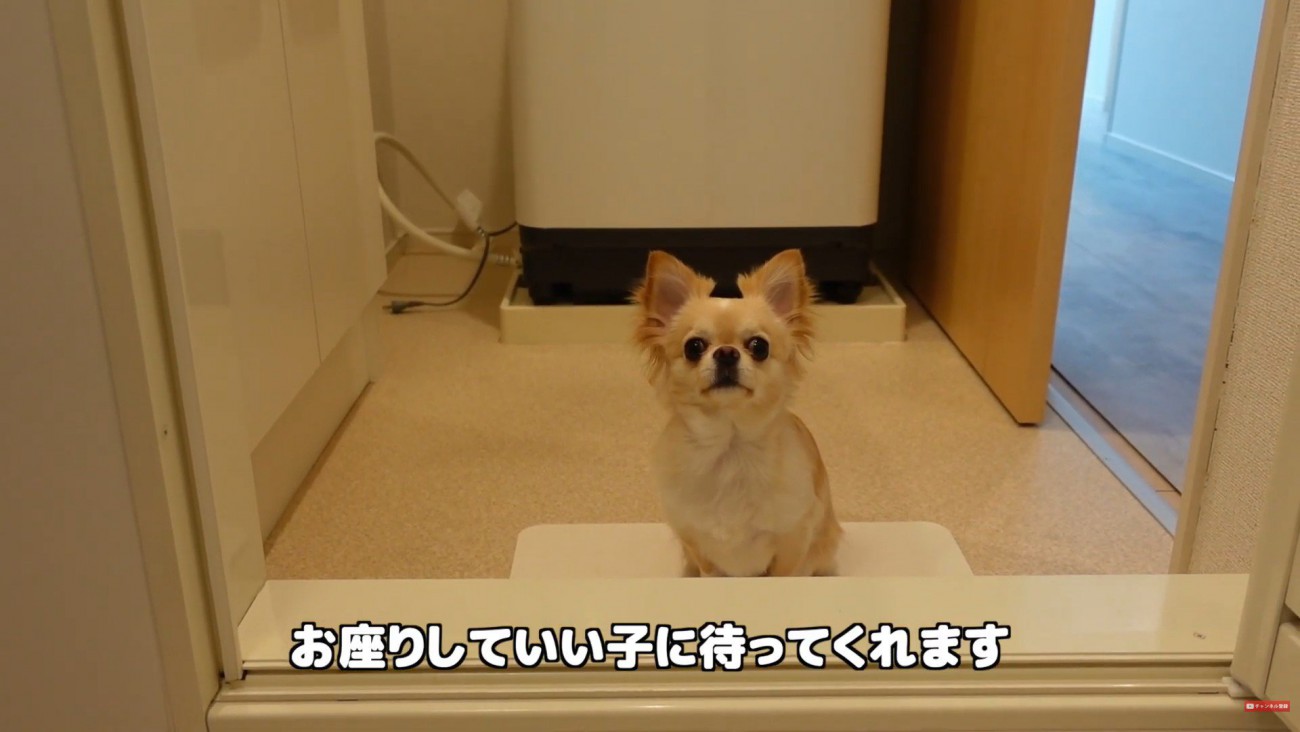 最後はお座りして待ってくれます