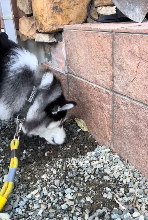 ナラちゃんの行動6