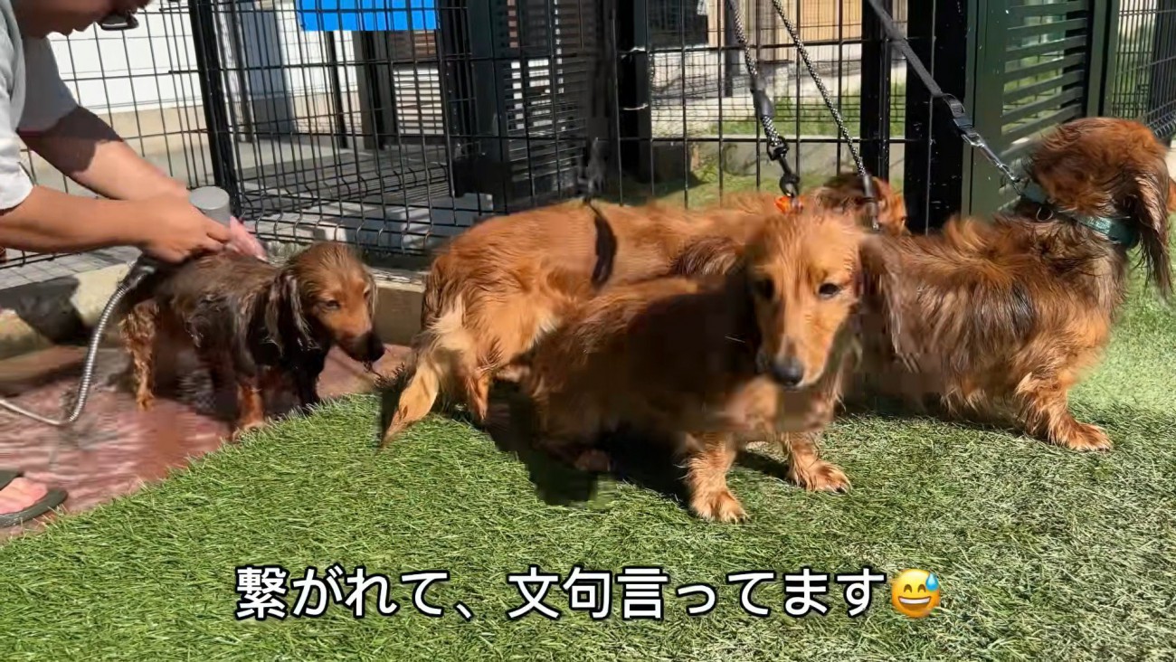 「もっと遊びたい！」とアピール中