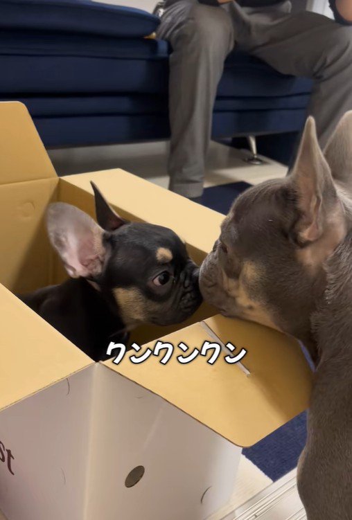 ととまる君＆らんまる君