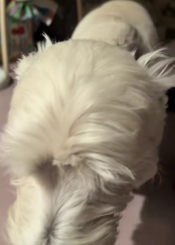 「けど甘えたい…」