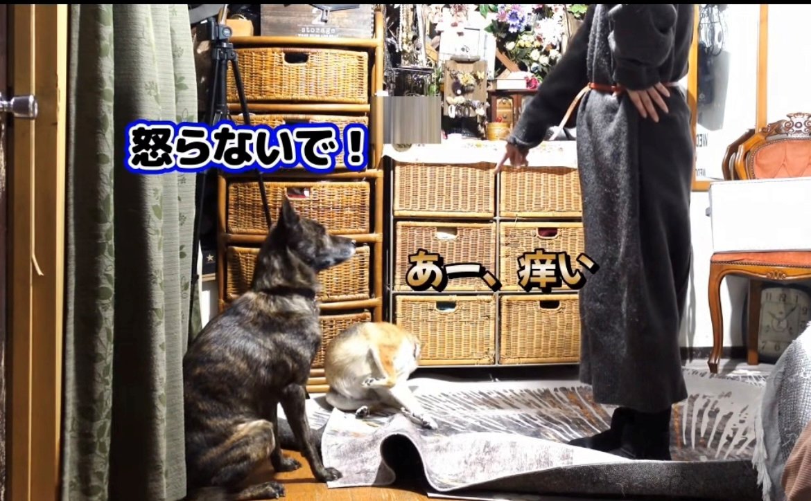 飼い主に叱られながらも、かゆそうな犬