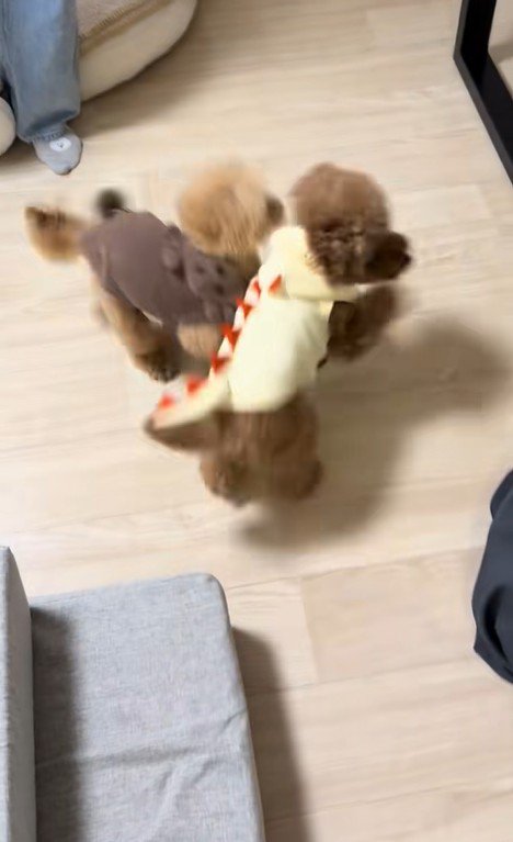 モコちゃんと飼い主さんの再会7