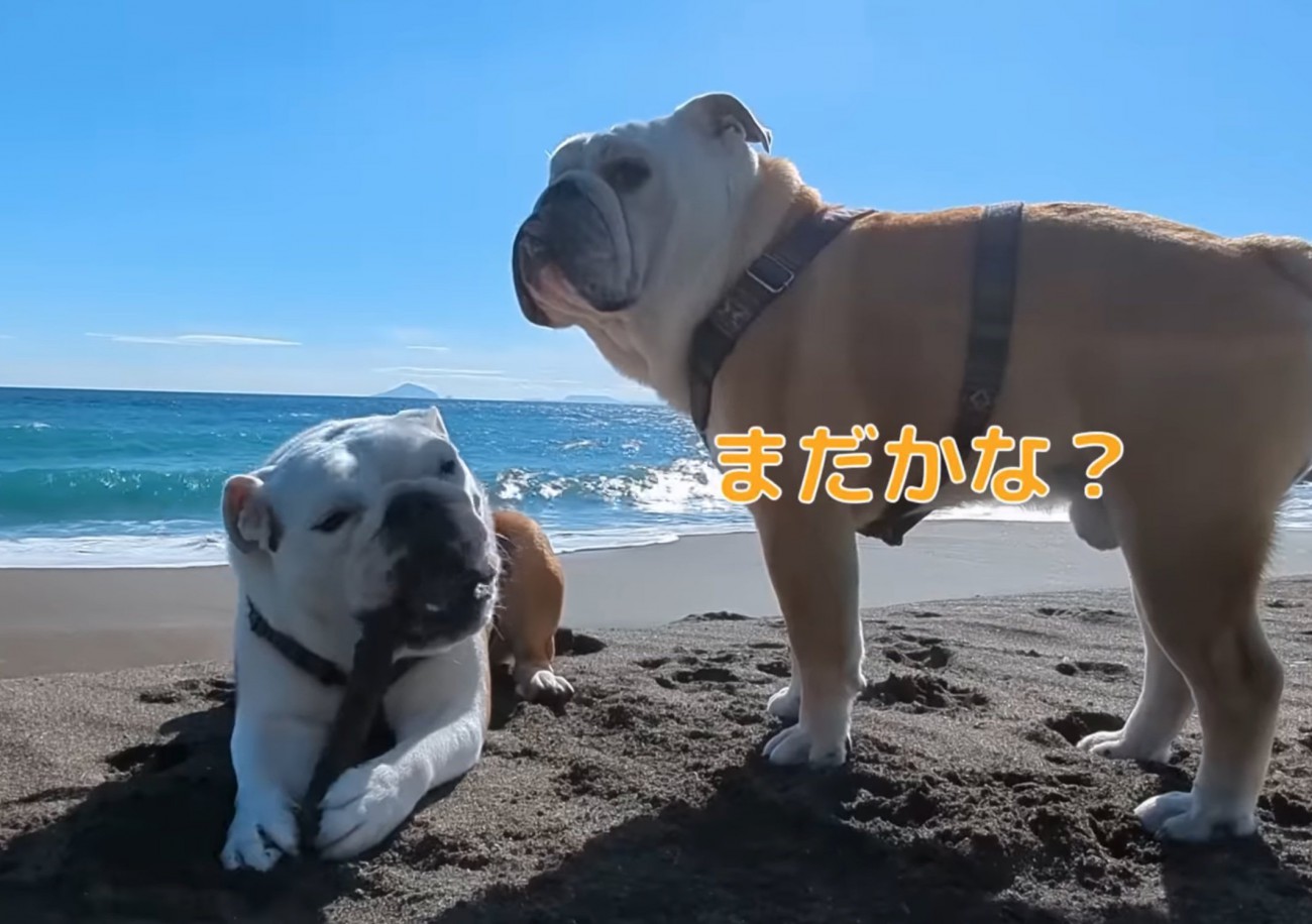 海で遊ぶブルドッグ