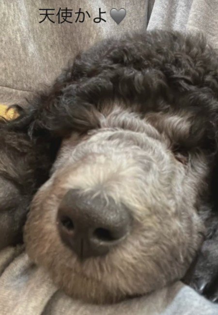 まるで天使のような子犬期