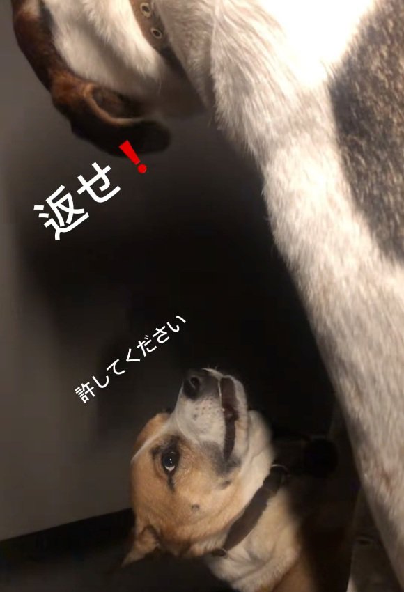 懇願するサナくん