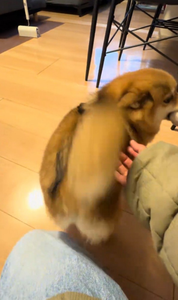 女性に撫でられてしっぽを振る犬