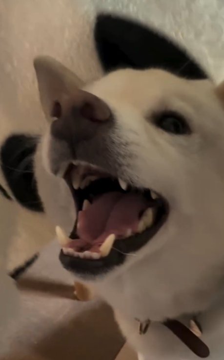 にっこりする犬2