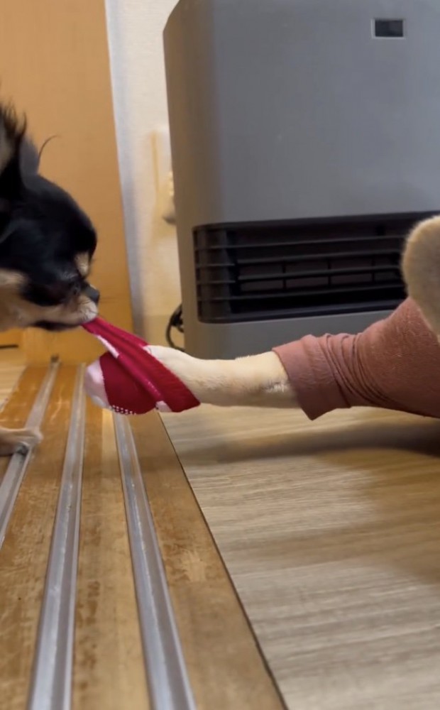 豪快に引っ張ります