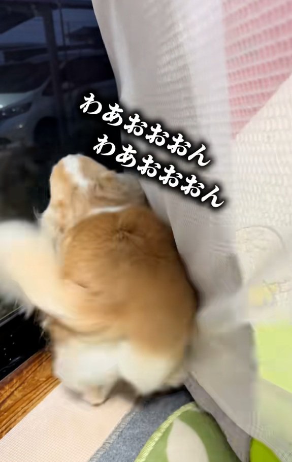 喜ぶチワワさん