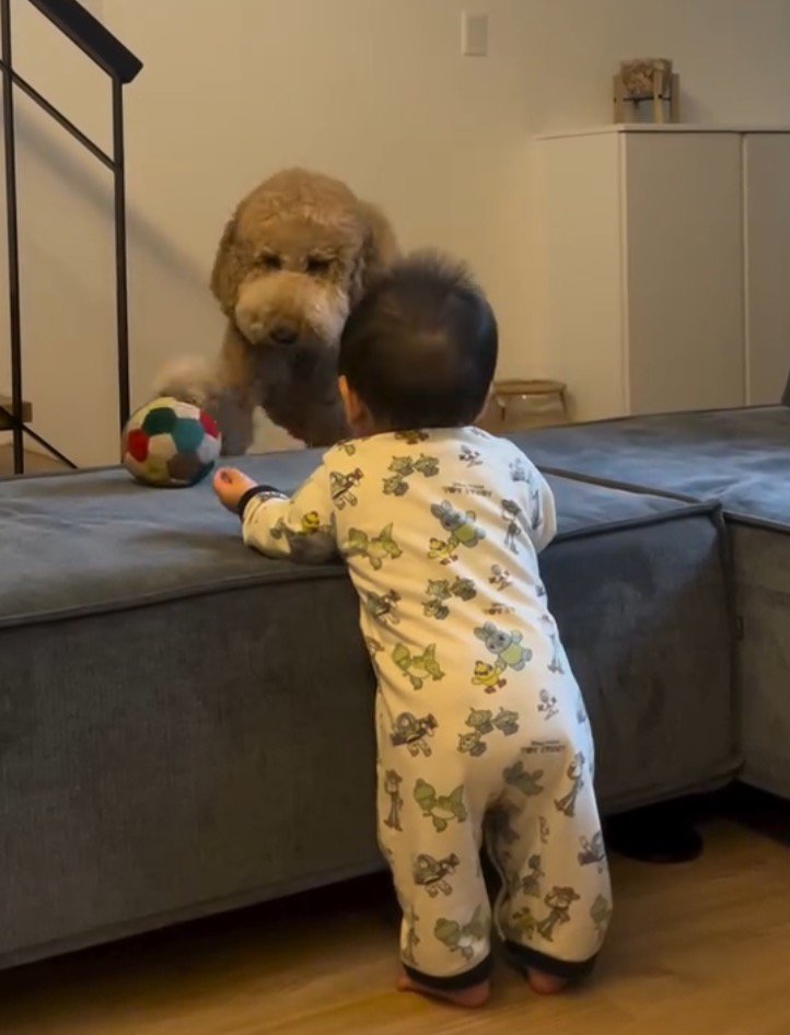 赤ちゃんの方へ歩いて行く犬