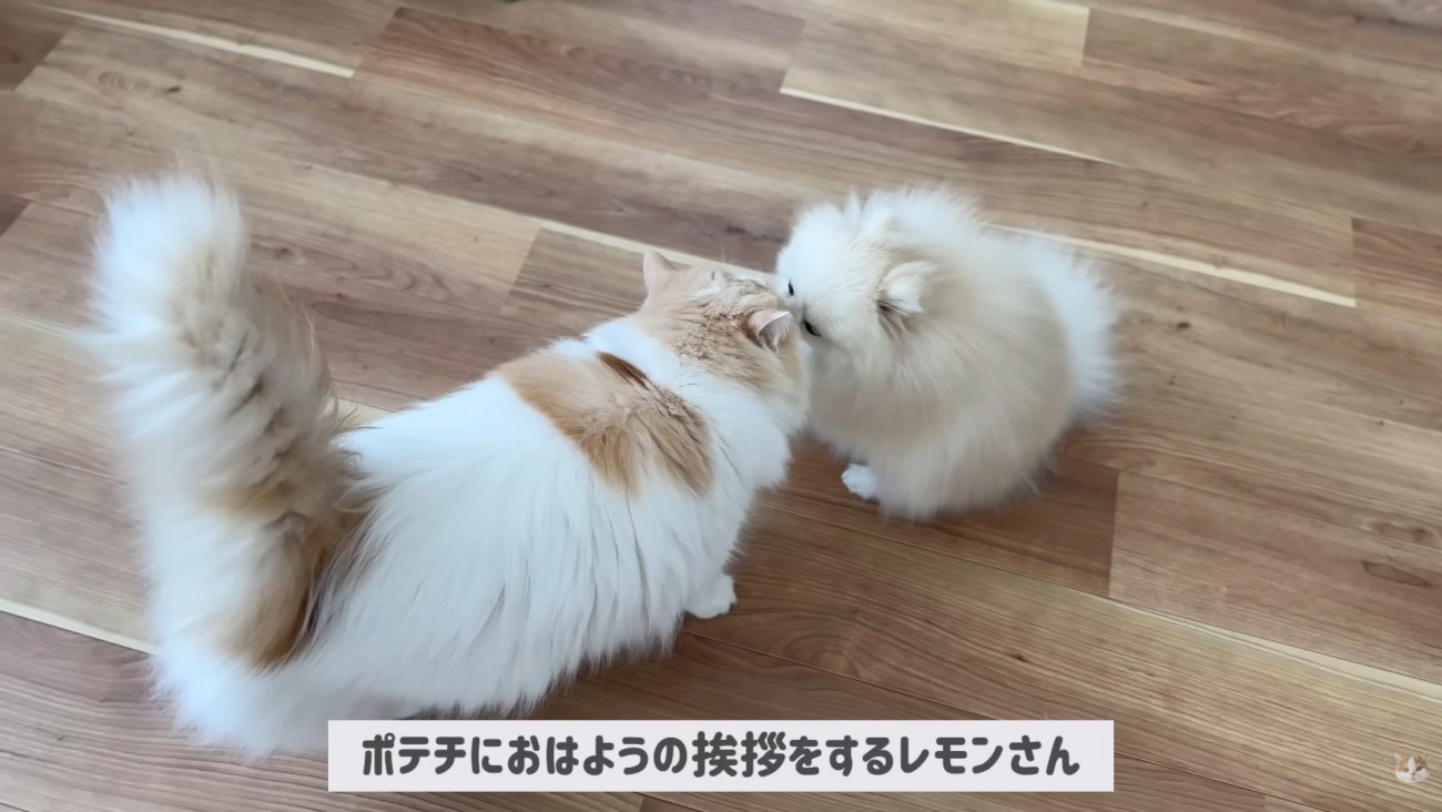 「おはよう」のご挨拶中