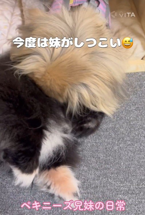 念入りに匂いをチェック中
