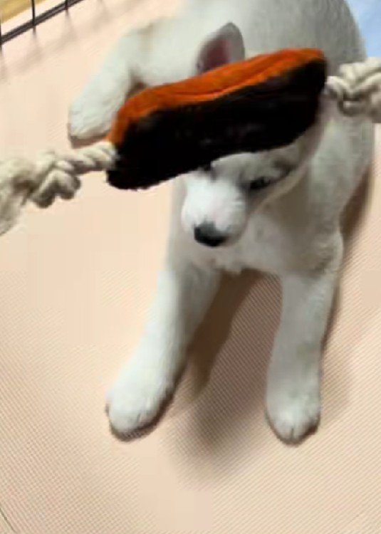 キャッチはできません！